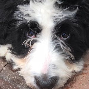 Meet your Posher, Bart